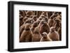 King penguin chicks in creche, St Andrews Bay, South Georgia-Mark MacEwen-Framed Photographic Print