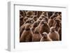 King penguin chicks in creche, St Andrews Bay, South Georgia-Mark MacEwen-Framed Photographic Print