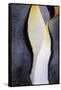 King penguin close-up showing the colorful curves of their feathers. St. Andrews Bay, South Georgia-Tom Norring-Framed Stretched Canvas
