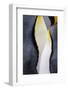 King penguin close-up showing the colorful curves of their feathers. St. Andrews Bay, South Georgia-Tom Norring-Framed Photographic Print