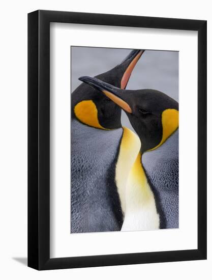 King penguin close-up showing the colorful curves of their feathers. St. Andrews Bay, South Georgia-Tom Norring-Framed Photographic Print