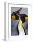 King penguin close-up showing the colorful curves of their feathers. St. Andrews Bay, South Georgia-Tom Norring-Framed Photographic Print