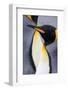 King penguin close-up showing the colorful curves of their feathers. St. Andrews Bay, South Georgia-Tom Norring-Framed Photographic Print