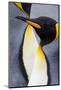 King penguin close-up showing the colorful curves of their feathers. St. Andrews Bay, South Georgia-Tom Norring-Mounted Photographic Print