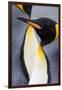 King penguin close-up showing the colorful curves of their feathers. St. Andrews Bay, South Georgia-Tom Norring-Framed Photographic Print