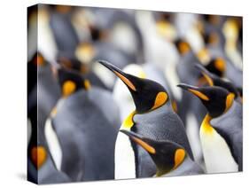 King Penguin Colony (Aptenodytes Patagonicus), Gold Harbour, South Georgia, Antarctic-Thorsten Milse-Stretched Canvas