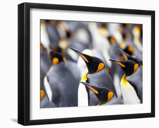 King Penguin Colony (Aptenodytes Patagonicus), Gold Harbour, South Georgia, Antarctic-Thorsten Milse-Framed Photographic Print