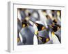 King Penguin Colony (Aptenodytes Patagonicus), Gold Harbour, South Georgia, Antarctic-Thorsten Milse-Framed Photographic Print