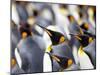 King Penguin Colony (Aptenodytes Patagonicus), Gold Harbour, South Georgia, Antarctic-Thorsten Milse-Mounted Photographic Print