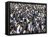 King Penguin Colony (Aptenodytes Patagonicus), Gold Harbour, South Georgia, Antarctic-Thorsten Milse-Framed Stretched Canvas