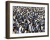 King Penguin Colony (Aptenodytes Patagonicus), Gold Harbour, South Georgia, Antarctic-Thorsten Milse-Framed Photographic Print