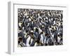 King Penguin Colony (Aptenodytes Patagonicus), Gold Harbour, South Georgia, Antarctic-Thorsten Milse-Framed Photographic Print