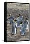 King penguin colony (Aptenodytes patagonicus), Saunders Island, Falklands, South America-Michael Runkel-Framed Stretched Canvas