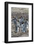 King penguin colony (Aptenodytes patagonicus), Saunders Island, Falklands, South America-Michael Runkel-Framed Photographic Print