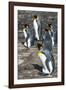 King penguin colony (Aptenodytes patagonicus), Saunders Island, Falklands, South America-Michael Runkel-Framed Photographic Print