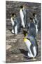 King penguin colony (Aptenodytes patagonicus), Saunders Island, Falklands, South America-Michael Runkel-Mounted Photographic Print