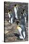 King penguin colony (Aptenodytes patagonicus), Saunders Island, Falklands, South America-Michael Runkel-Stretched Canvas