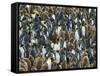 King Penguin Colony on South Georgia Island-Darrell Gulin-Framed Stretched Canvas