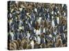 King Penguin Colony on South Georgia Island-Darrell Gulin-Stretched Canvas