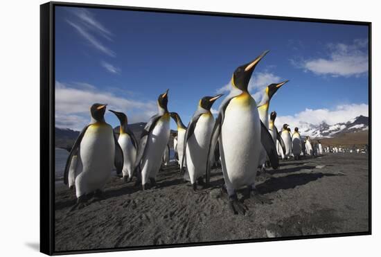 King Penguin Colony on South Georgia Island-null-Framed Stretched Canvas