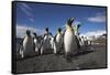 King Penguin Colony on South Georgia Island-null-Framed Stretched Canvas