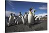 King Penguin Colony on South Georgia Island-null-Stretched Canvas