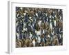 King Penguin Colony on South Georgia Island-Darrell Gulin-Framed Photographic Print