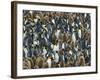 King Penguin Colony on South Georgia Island-Darrell Gulin-Framed Photographic Print