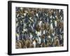 King Penguin Colony on South Georgia Island-Darrell Gulin-Framed Photographic Print