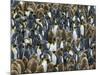 King Penguin Colony on South Georgia Island-Darrell Gulin-Mounted Photographic Print