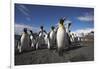 King Penguin Colony on South Georgia Island-null-Framed Photographic Print