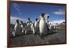 King Penguin Colony on South Georgia Island-null-Framed Photographic Print