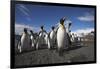 King Penguin Colony on South Georgia Island-null-Framed Photographic Print