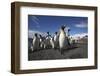 King Penguin Colony on South Georgia Island-null-Framed Photographic Print