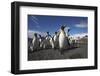 King Penguin Colony on South Georgia Island-null-Framed Photographic Print