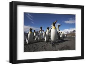 King Penguin Colony on South Georgia Island-null-Framed Photographic Print