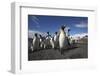 King Penguin Colony on South Georgia Island-null-Framed Photographic Print