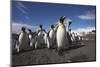 King Penguin Colony on South Georgia Island-null-Mounted Photographic Print