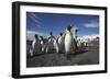 King Penguin Colony on South Georgia Island-null-Framed Photographic Print