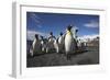 King Penguin Colony on South Georgia Island-null-Framed Photographic Print