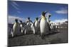 King Penguin Colony on South Georgia Island-null-Mounted Photographic Print
