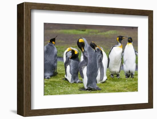 King Penguin Colony on the Falkland Islands, South Atlantic-Martin Zwick-Framed Photographic Print