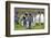 King Penguin Colony on the Falkland Islands, South Atlantic-Martin Zwick-Framed Photographic Print