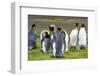 King Penguin Colony on the Falkland Islands, South Atlantic-Martin Zwick-Framed Photographic Print