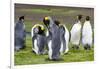 King Penguin Colony on the Falkland Islands, South Atlantic-Martin Zwick-Framed Photographic Print