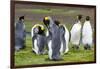 King Penguin Colony on the Falkland Islands, South Atlantic-Martin Zwick-Framed Photographic Print