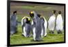 King Penguin Colony on the Falkland Islands, South Atlantic-Martin Zwick-Framed Photographic Print