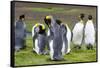 King Penguin Colony on the Falkland Islands, South Atlantic-Martin Zwick-Framed Stretched Canvas