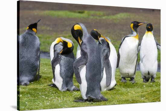 King Penguin Colony on the Falkland Islands, South Atlantic-Martin Zwick-Stretched Canvas