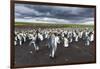 King Penguin Colony on the Falkland Islands, South Atlantic-Martin Zwick-Framed Photographic Print